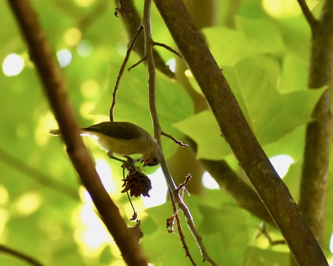 Tufted titmouse (Baeolophus bicolor) eating seeds from a tulip tree (Liriodendron tulipifera) in Connecticut, United States by John Stockla is licensed under CC BY SA 4.0.